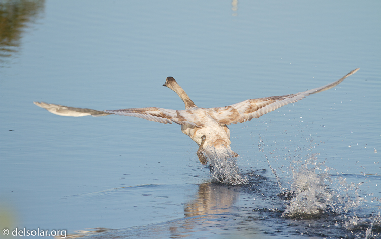 Canon EOS 7D  --  500 mm  --  EF500mm f/4L IS USM  