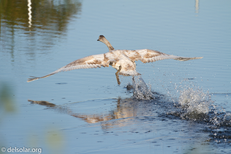 Canon EOS 7D  --  500 mm  --  EF500mm f/4L IS USM  