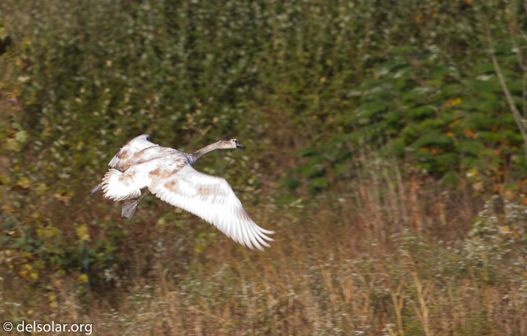 Canon EOS 7D  --  500 mm  --  EF500mm f/4L IS USM  