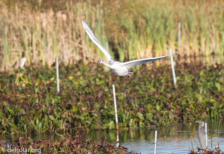 Canon EOS 7D  --  500 mm  --  EF500mm f/4L IS USM  