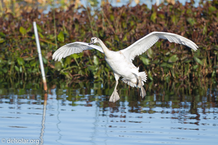 Canon EOS 7D  --  500 mm  --  EF500mm f/4L IS USM  
