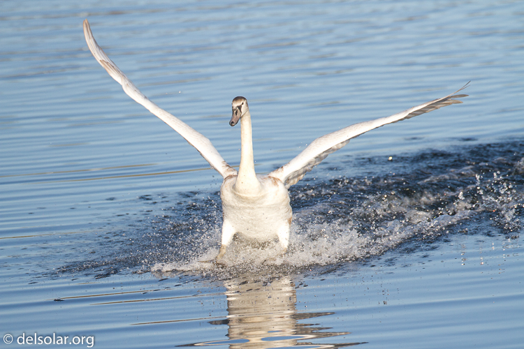 Canon EOS 7D  --  500 mm  --  EF500mm f/4L IS USM  