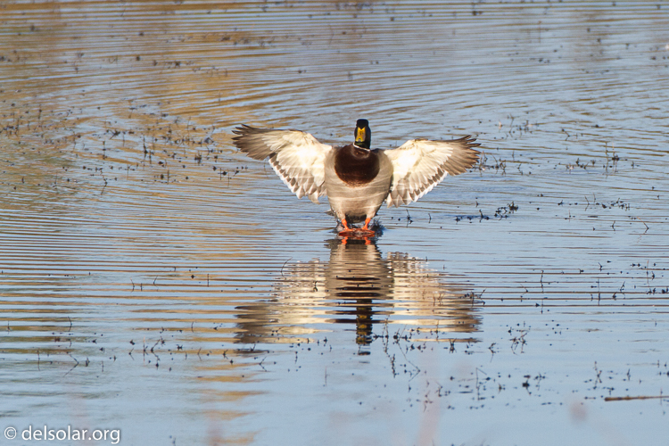 Canon EOS 7D  --  500 mm  --  EF500mm f/4L IS USM  