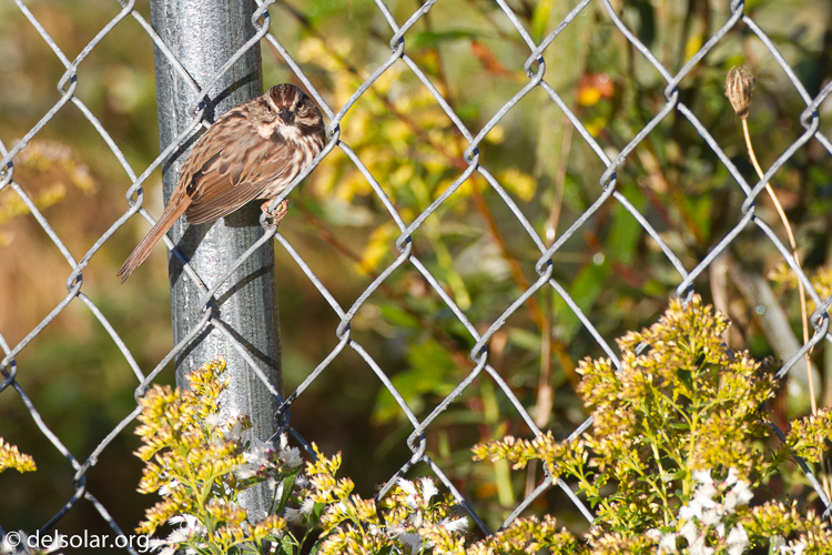 Canon EOS 7D  --  500 mm  --  EF500mm f/4L IS USM  