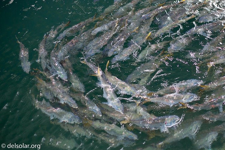 Canon EOS 5D Mark II  --  50 mm  --  EF50mm f/1.4 USM  