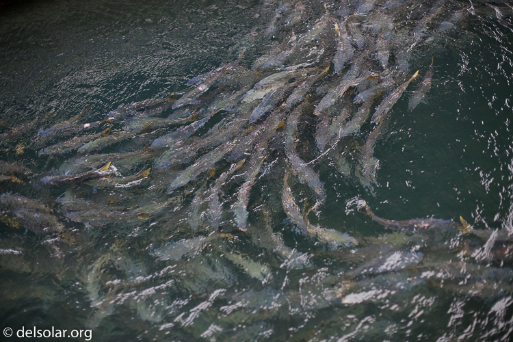 Canon EOS 5D Mark II  --  50 mm  --  EF50mm f/1.4 USM  