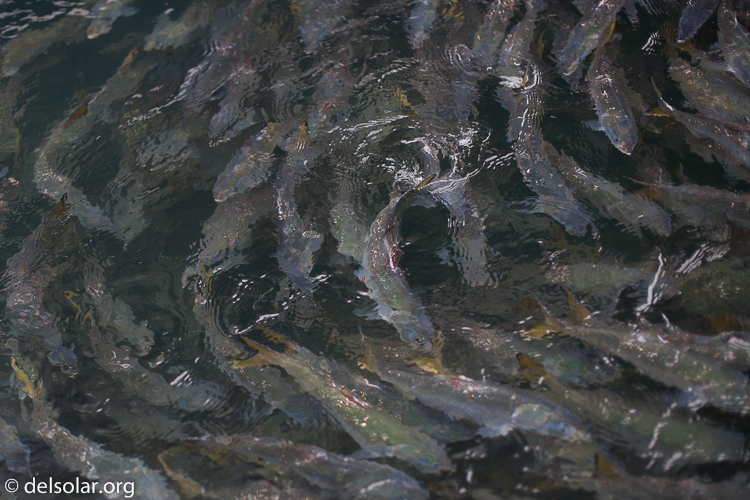 Canon EOS 5D Mark II  --  50 mm  --  EF50mm f/1.4 USM  