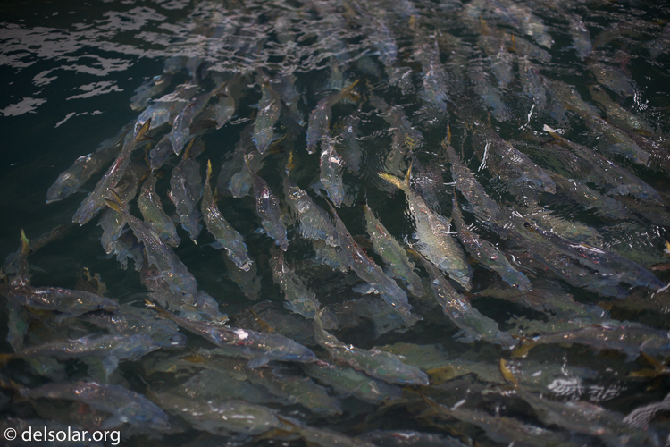 Canon EOS 5D Mark II  --  50 mm  --  EF50mm f/1.4 USM  