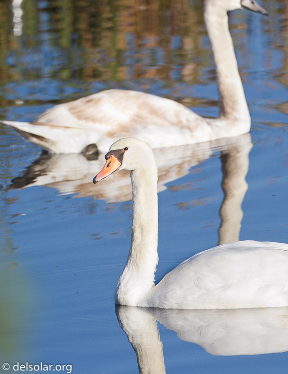 Canon EOS 7D  --  500 mm  --  EF500mm f/4L IS USM  