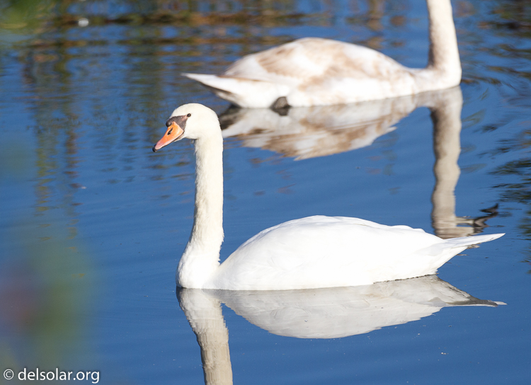 Canon EOS 7D  --  500 mm  --  EF500mm f/4L IS USM  