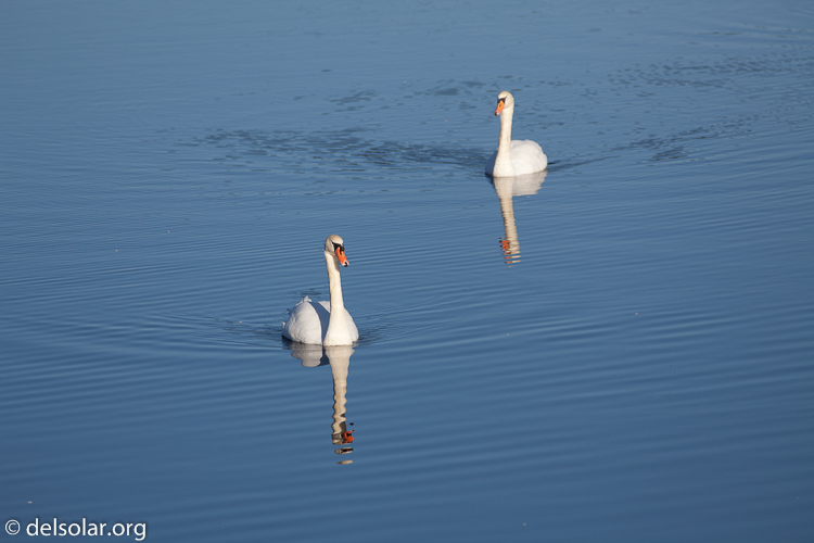 Canon EOS 5D Mark II  --  400 mm  --  EF400mm f/5.6L USM  