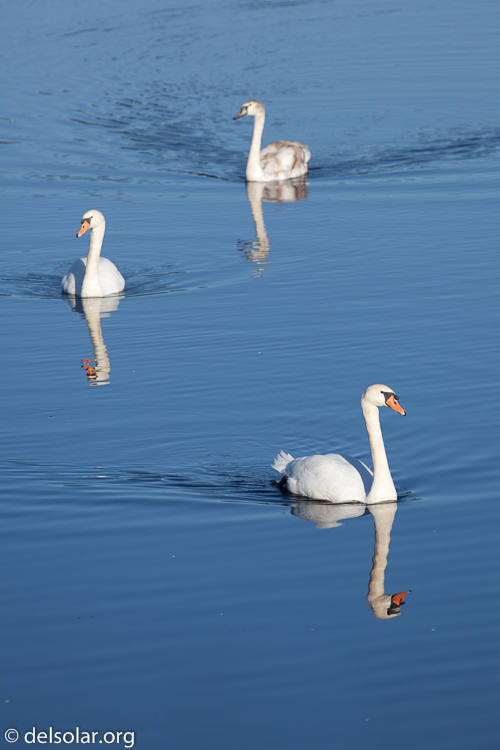 Canon EOS 5D Mark II  --  400 mm  --  EF400mm f/5.6L USM  