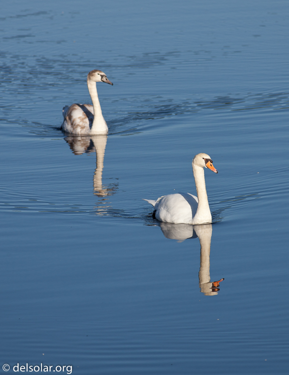 Canon EOS 5D Mark II  --  400 mm  --  EF400mm f/5.6L USM  