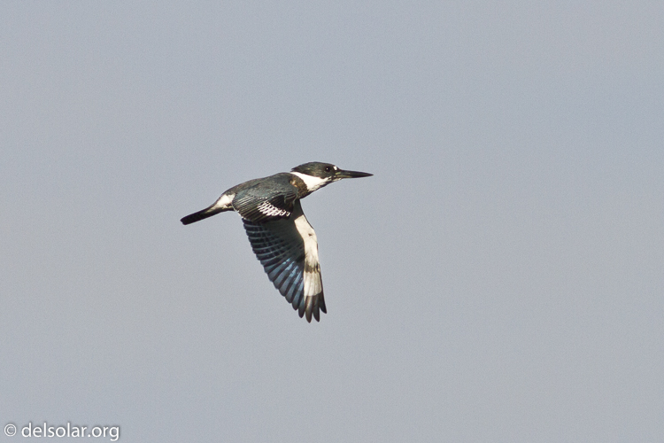 Canon EOS 7D  --  400 mm  --  EF400mm f/5.6L USM  