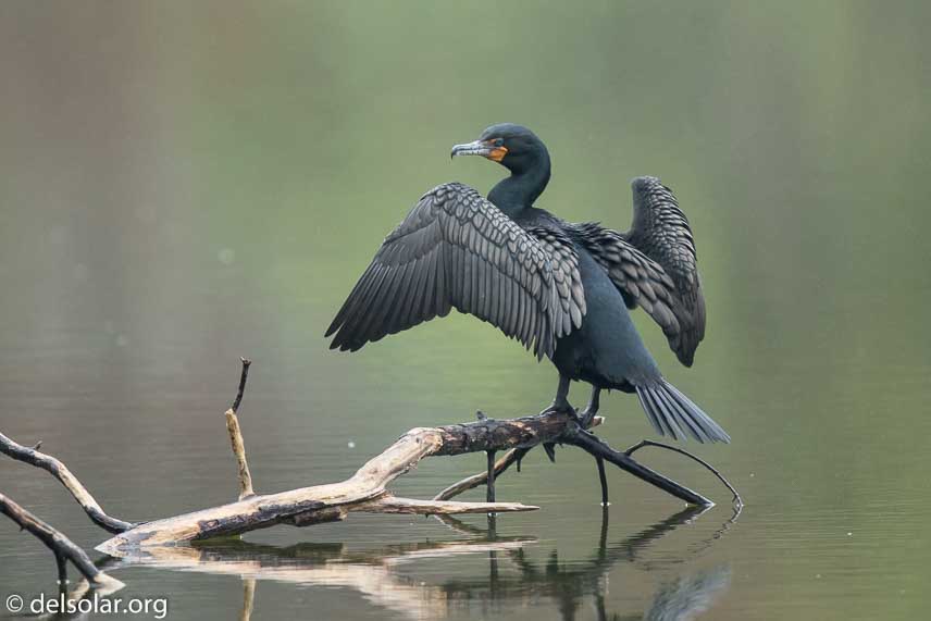 Canon EOS 7D Mark II  --  600 mm  --  EF600mm f/4L IS II USM  