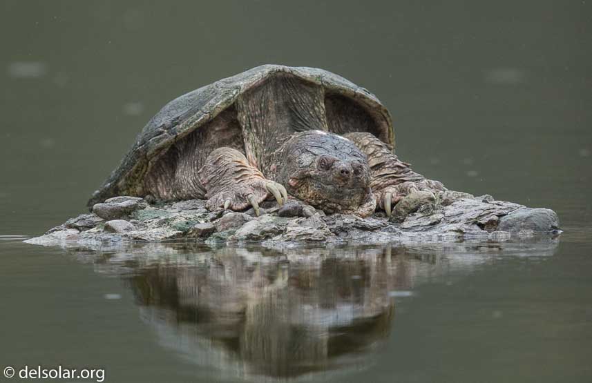 Canon EOS 7D Mark II  --  600 mm  --  EF600mm f/4L IS II USM  