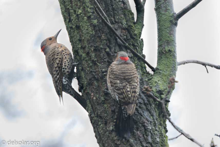 Canon EOS 7D Mark II  --  600 mm  --  EF600mm f/4L IS II USM  