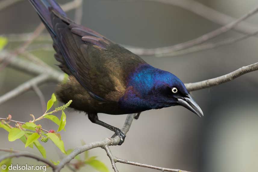 Canon EOS 7D Mark II  --  600 mm  --  EF600mm f/4L IS II USM  