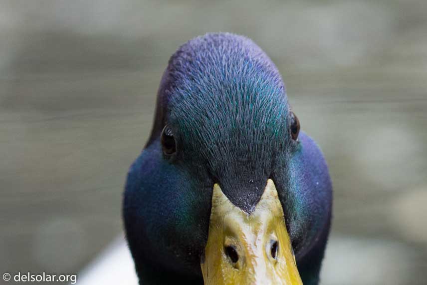 Canon EOS 5D Mark III  --  600 mm  --  EF600mm f/4L IS II USM  