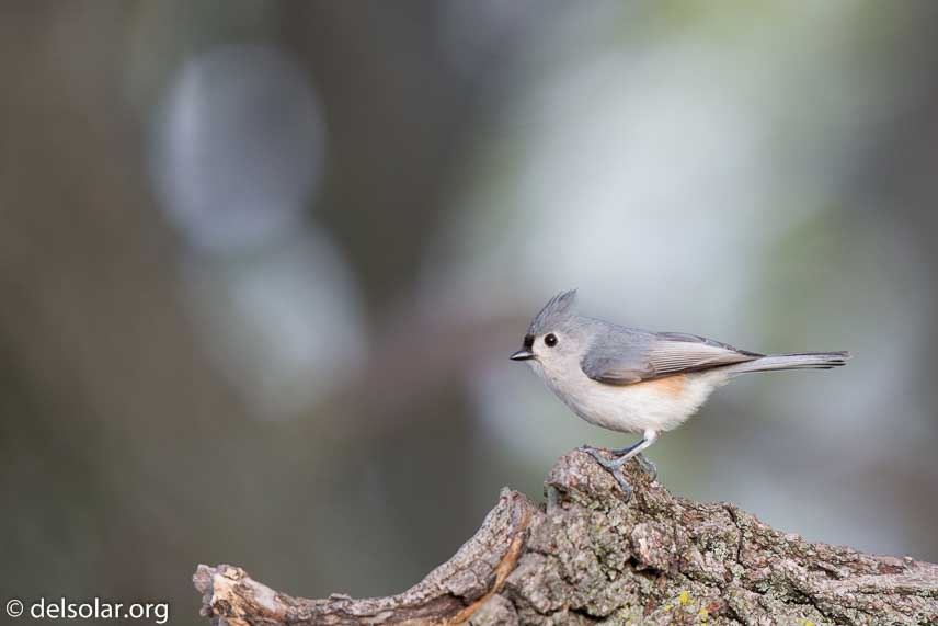 Canon EOS 5D Mark III  --  600 mm  --  EF600mm f/4L IS II USM  