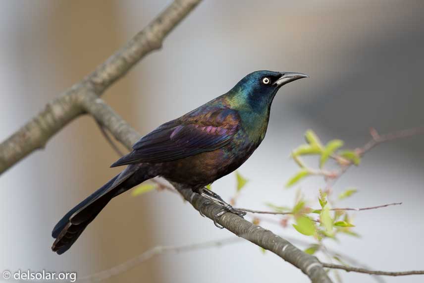 Canon EOS 5D Mark III  --  600 mm  --  EF600mm f/4L IS II USM  