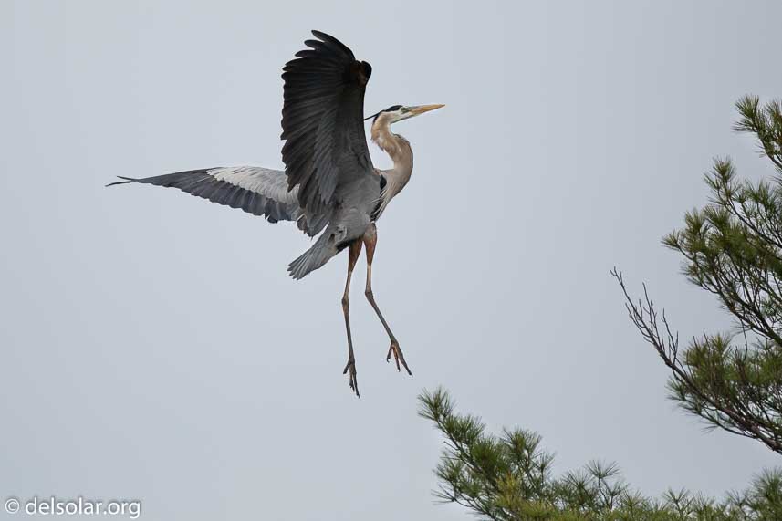 Canon EOS 5D Mark III  --  600 mm  --  EF600mm f/4L IS II USM  