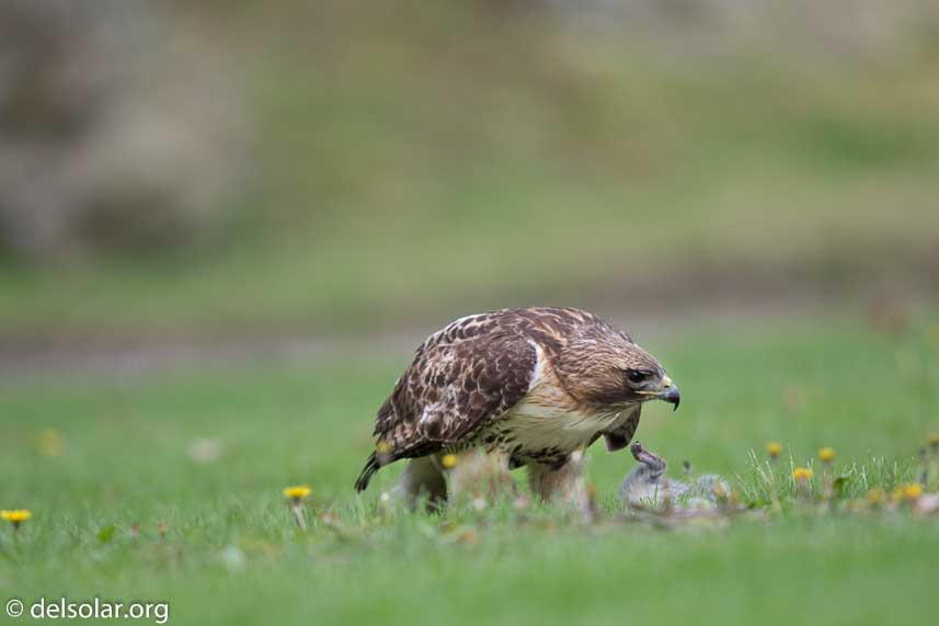 Canon EOS 5D Mark III  --  600 mm  --  EF600mm f/4L IS II USM  