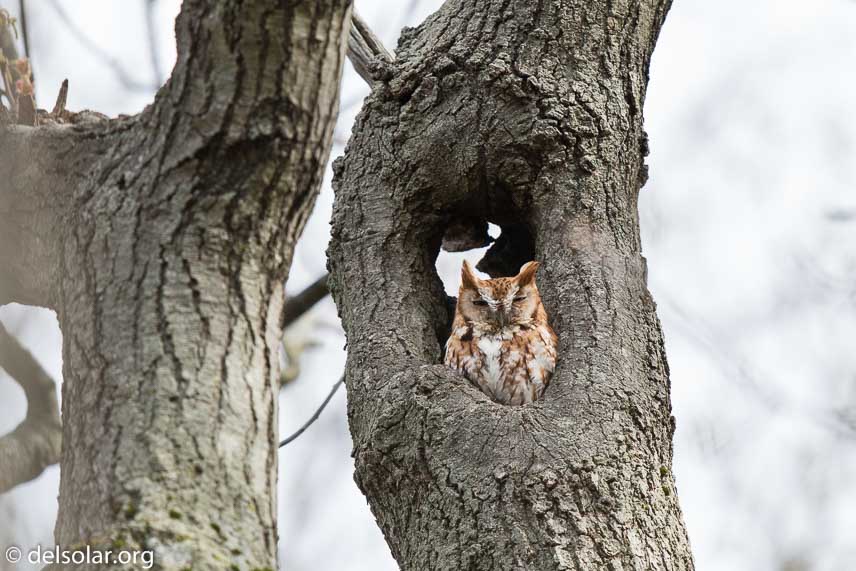 Canon EOS 5D Mark III  --  600 mm  --  EF600mm f/4L IS II USM  