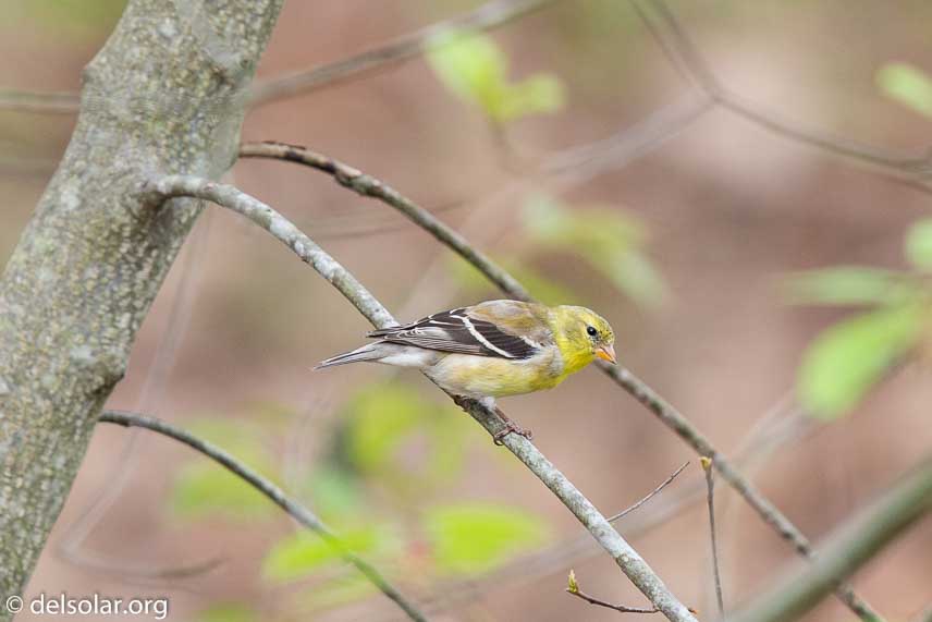 Canon EOS 5D Mark III  --  600 mm  --  EF600mm f/4L IS II USM  