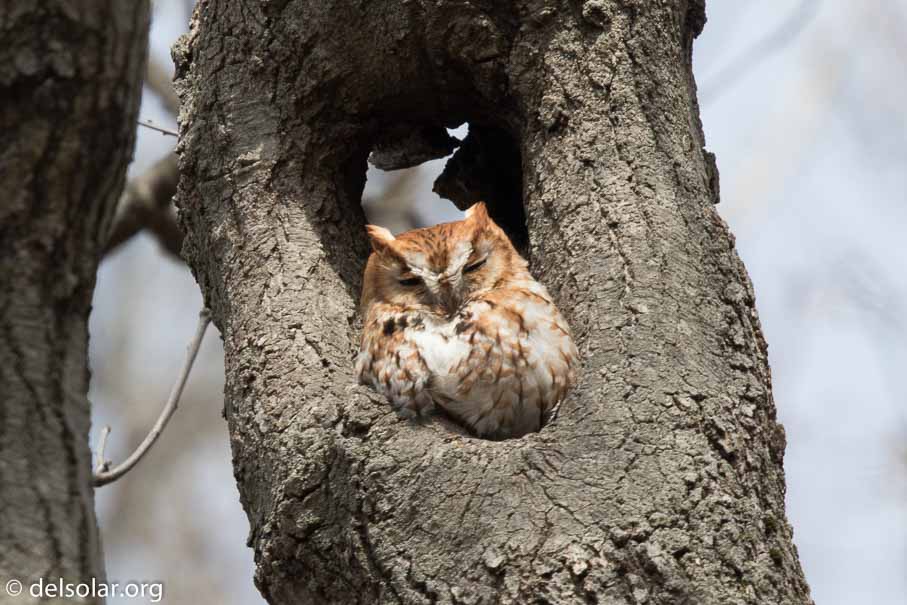 Canon EOS 7D Mark II  --  840 mm  --  EF600mm f/4L IS II USM +1.4x III  