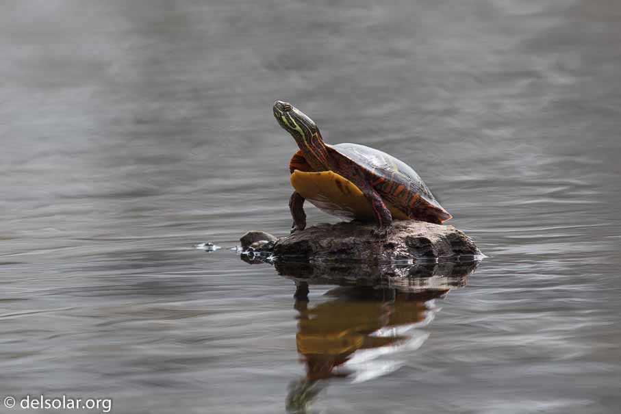 Canon EOS 7D Mark II  --  600 mm  --  EF600mm f/4L IS II USM  