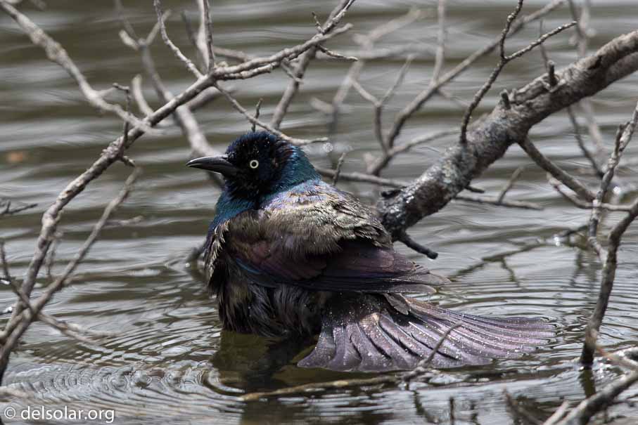 Canon EOS 7D Mark II  --  600 mm  --  EF600mm f/4L IS II USM  