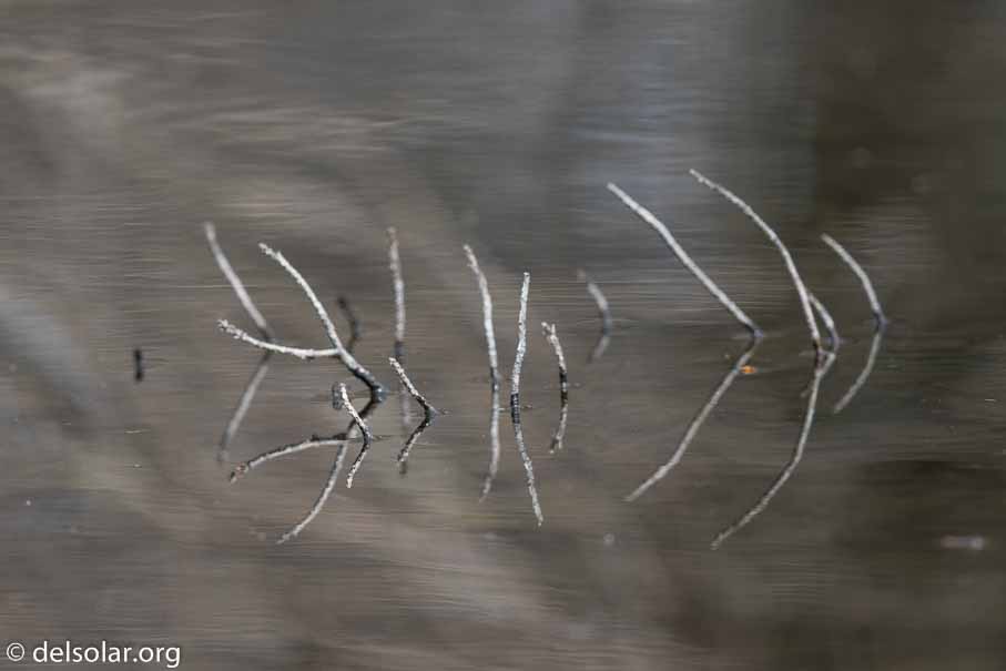 Canon EOS 7D Mark II  --  600 mm  --  EF600mm f/4L IS II USM  