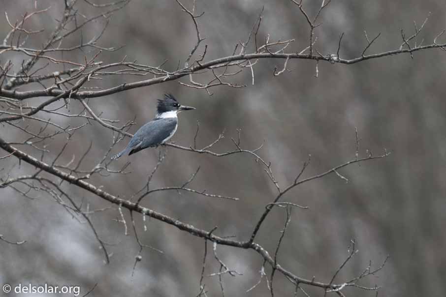 Canon EOS 7D Mark II  --  600 mm  --  EF600mm f/4L IS II USM  