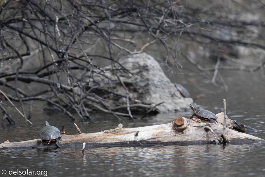 Canon EOS 7D Mark II  --  600 mm  --  EF600mm f/4L IS II USM  
