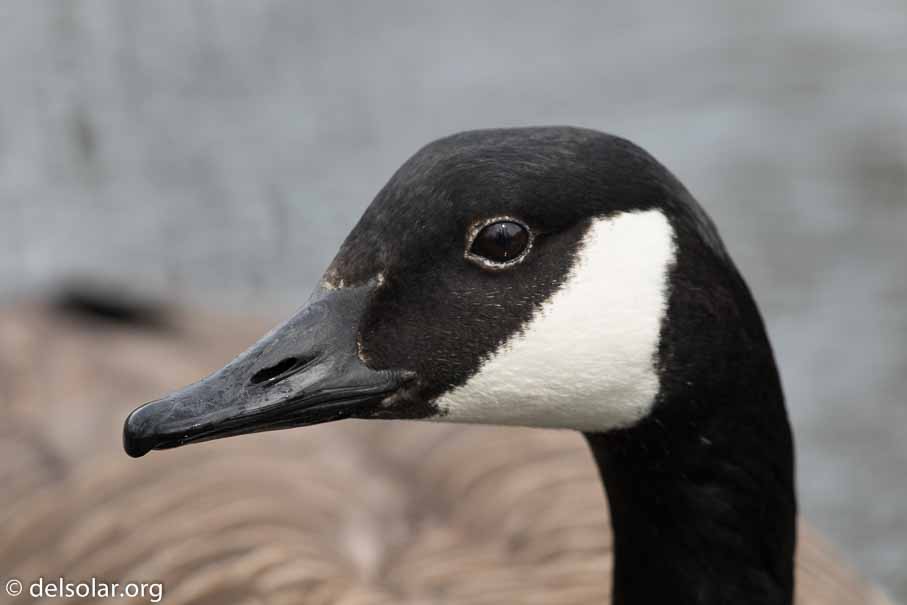 Canon EOS 7D Mark II  --  600 mm  --  EF600mm f/4L IS II USM  