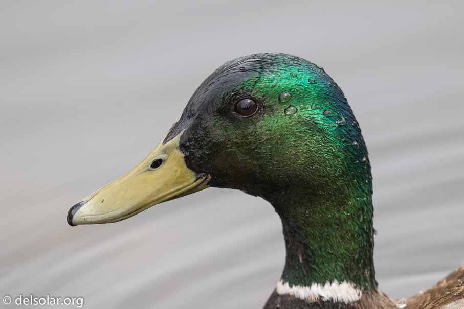 Canon EOS 7D Mark II  --  600 mm  --  EF600mm f/4L IS II USM  