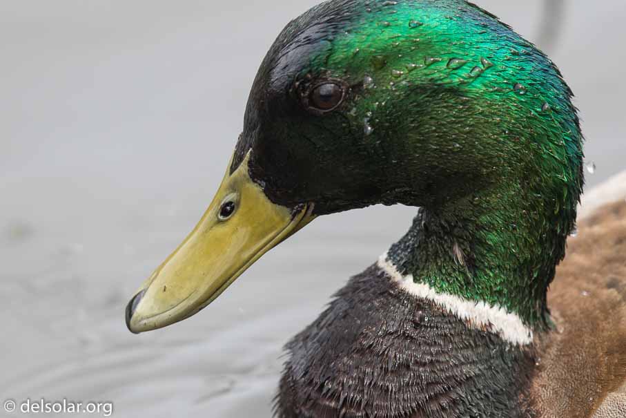 Canon EOS 7D Mark II  --  600 mm  --  EF600mm f/4L IS II USM  