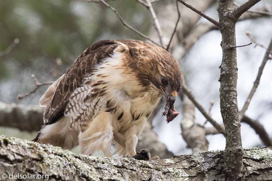 Canon EOS 7D Mark II  --  600 mm  --  EF600mm f/4L IS II USM  