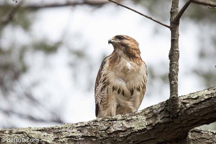 Canon EOS 7D Mark II  --  600 mm  --  EF600mm f/4L IS II USM  