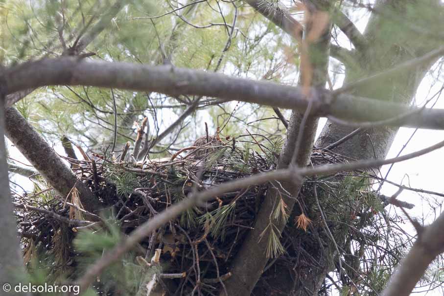 Canon EOS 7D Mark II  --  600 mm  --  EF600mm f/4L IS II USM  