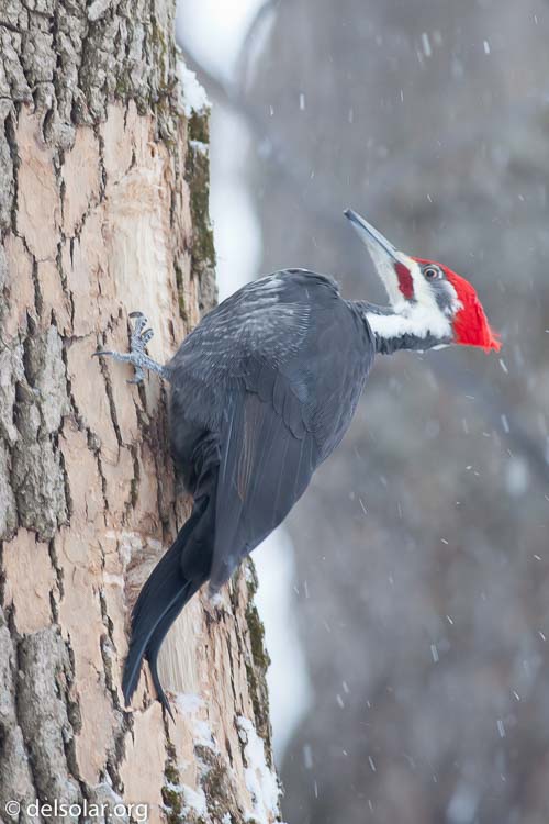 Canon EOS 5D Mark II  --  400 mm  --  EF400mm f/5.6L USM  