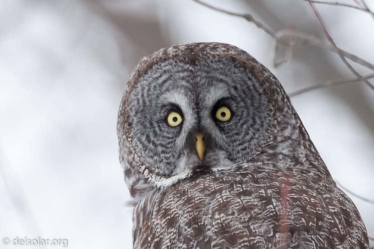 Canon EOS 5D Mark II  --  500 mm  --  EF500mm f/4L IS USM  