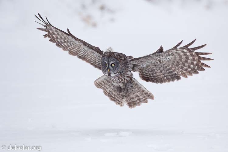 Canon EOS 5D Mark II  --  300 mm  --  EF300mm f/2.8L IS USM  