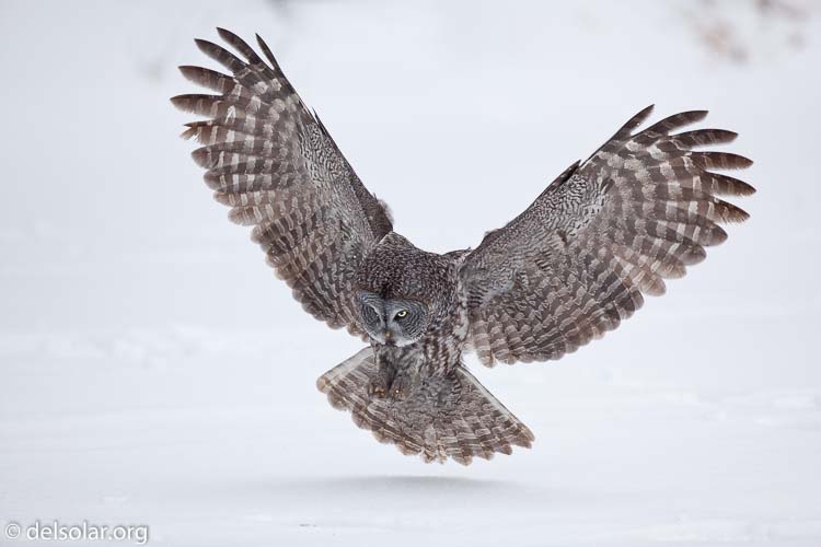 Canon EOS 5D Mark II  --  300 mm  --  EF300mm f/2.8L IS USM  