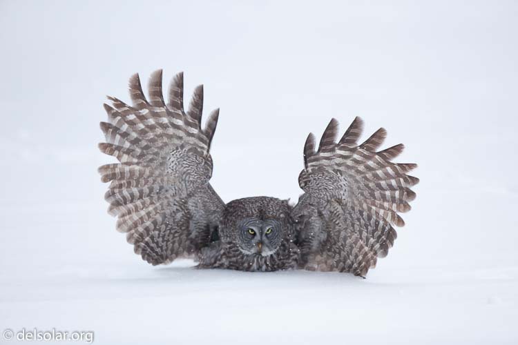 Canon EOS 5D Mark II  --  300 mm  --  EF300mm f/2.8L IS USM  