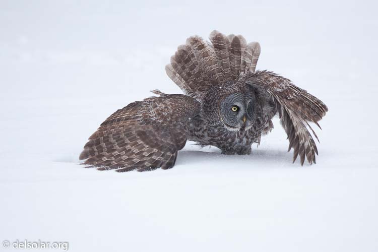 Canon EOS 5D Mark II  --  300 mm  --  EF300mm f/2.8L IS USM  