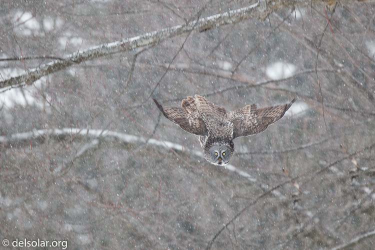 Canon EOS 5D Mark II  --  300 mm  --  EF300mm f/2.8L IS USM  