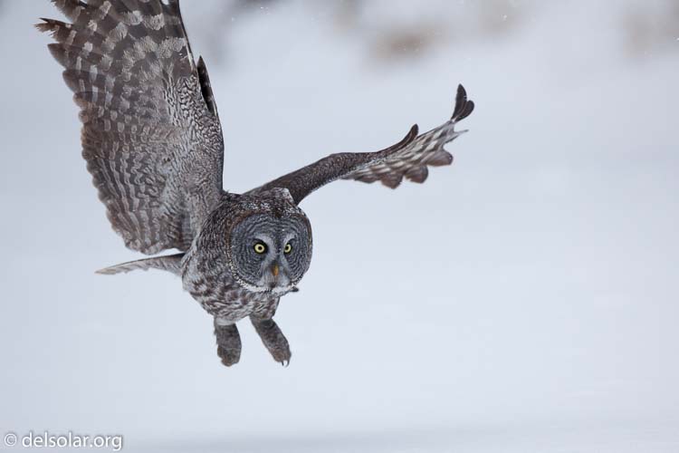 Canon EOS 5D Mark II  --  300 mm  --  EF300mm f/2.8L IS USM  