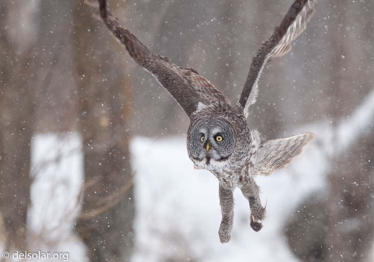 Canon EOS 5D Mark II  --  300 mm  --  EF300mm f/2.8L IS USM  